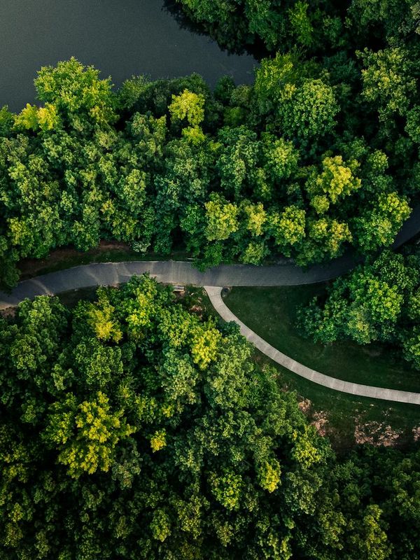 Aerial view of a winding path through a dense forest